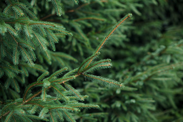 Green branches of the Carpathian Smereka