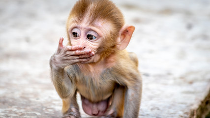 Baby monkey drinking in a holy temple in the Indian city of Jaipur © Antoine