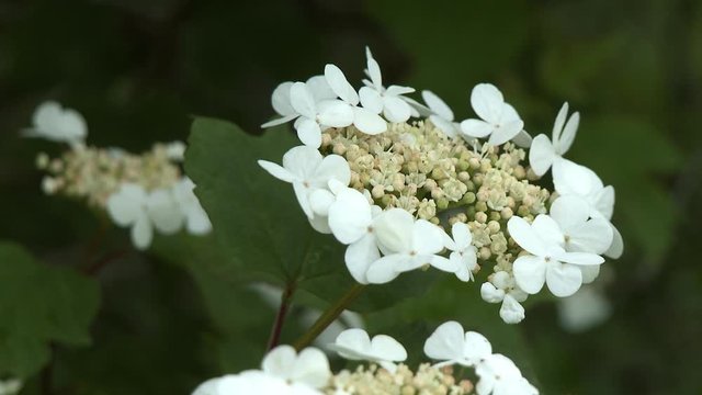Steady, close up shot of an ornate viburnum opulus flower.