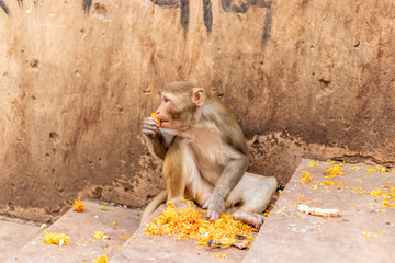 Monkey in an Indian temple