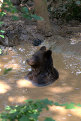 Eurasian Brown Bear cooling off in a watering hole.