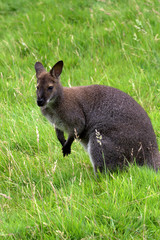 Wallaby standing in grass.