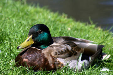 Mallaed duck on river bank.