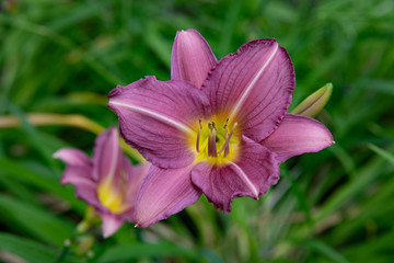 purple flower in the garden