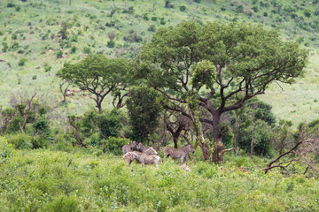 Zebra-Zèbre (Equus), kwazulu natal, south africa.