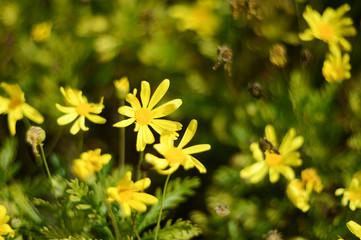 Obraz premium Wild flowers