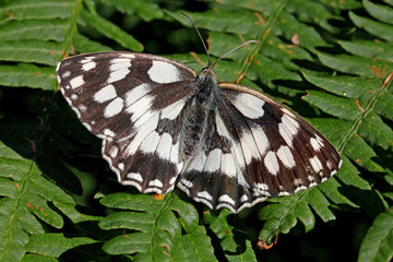 elegante farfalla bianca e nera (Melanargia galathea)