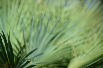 wild palm