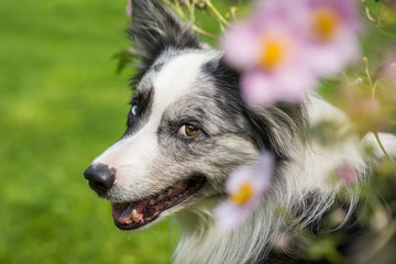 Border Collie looks out of a bush