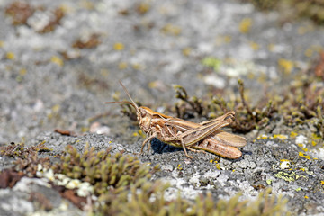 Brauner Grashüpfer (Chorthippus brunneus) - Common field grasshopper