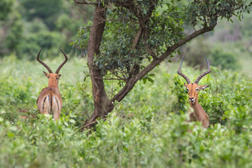 Impala antelope (Aepyceros melampus), Kwazulu natal, South Africa.