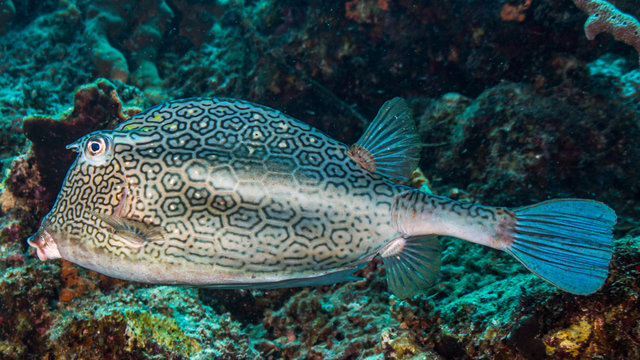 Kofferfisch