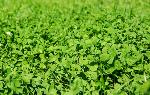 Clover leaves background. St. Patrick's day, the concept of nature and others; image
