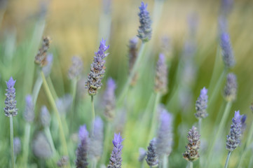 Wild lavender