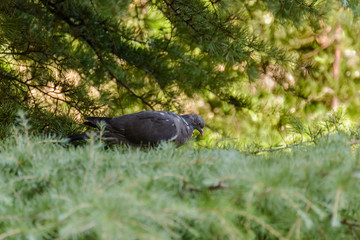 Pigeon perched on a tree branch