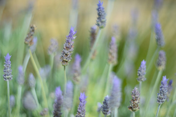 Wild lavender