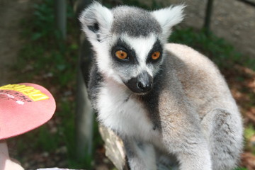 Affe 