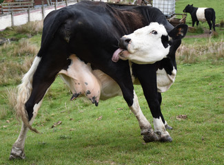 Cow Licking His Hindquarter with a Long Tongue