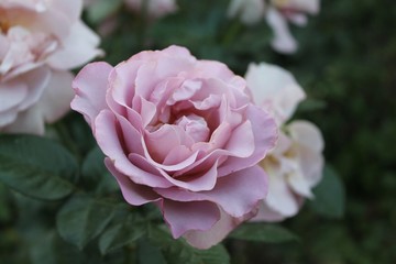 pink rose in garden