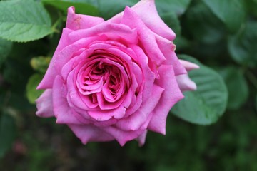 pink rose in garden