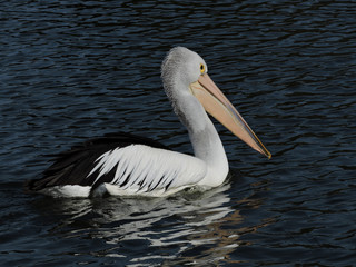 Australian Pelican swimming