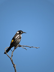 New Holland Honeyeater perch on branch