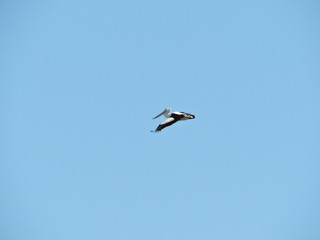 Australian Pelican flying with blue background