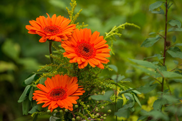 Flower bouquet with red gerbera