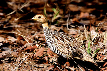 A small, but alert, Speckled Game bird in South Africa