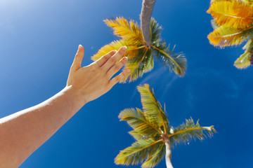 palm tree against blue sky with clouds