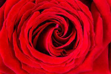 Rosa roja en macro.