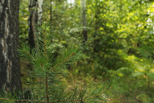 Pine branch close-up, against a wild forest. © Ruslan