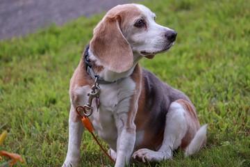 Beagle in The Grass