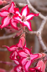 Stunning blossoms of the Impala Lily in South Africa