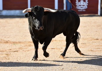 toro bravo español con grandes cuernos en plaza de toros