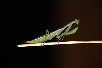 Insectes La mante religieuse Stiennon Jacques