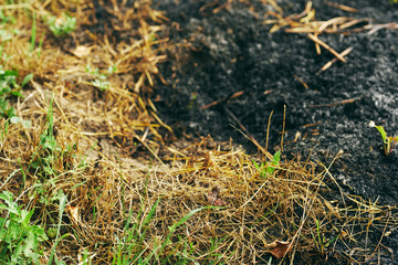 grass on the ground