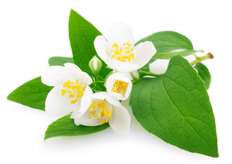 Fresh jasmine on white background