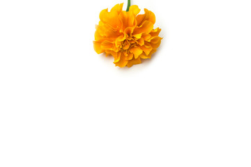 yellow Chrysanthemum flower on white back ground 
