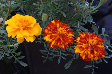 A trio of bright yellow and orange Marigolds