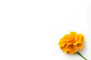 yellow Chrysanthemum flower on white back ground 