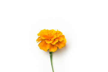 yellow Chrysanthemum flower on white back ground 