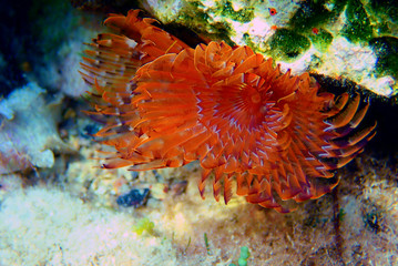 The spiral tube worm Spirographis spallanzani