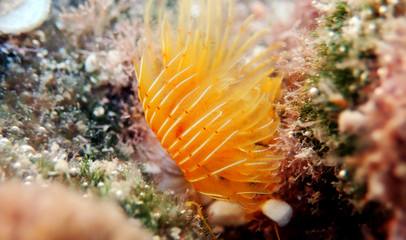 Yellow Mediterranean Horseshoe Tubeworm - (Protula tubularia)