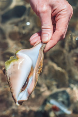 Sea shell in a male palm over crystal clear sea water blurred background. Travel concept. Vacation on paradise island close-up shot