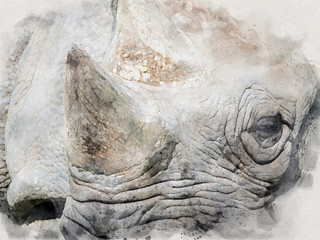 Obraz premium Watercolor portrait of the face of a black rhinoceros 