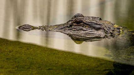 I Spy a Gator