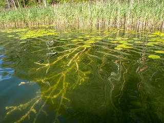 abstract picture with underwater plants, reflections, beautiful colors, suitable for textures