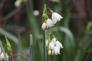 white  lily of the valley