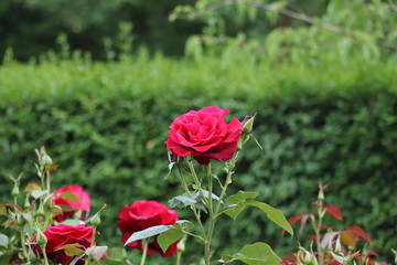 beautiful red rose with raindrops